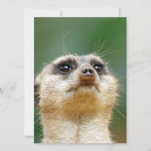 Meerkat 012 feestdagenkaart