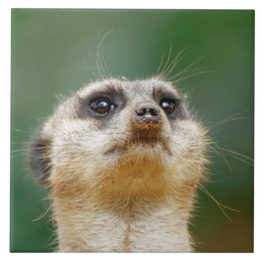 Meerkat 012 tegeltje (Voorkant)