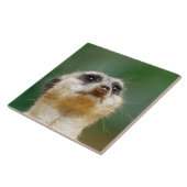 Meerkat 012 tegeltje (Zijkant)