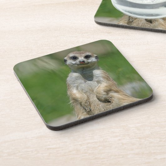 Meerkat 013 bier onderzetter (Linkerzijde)