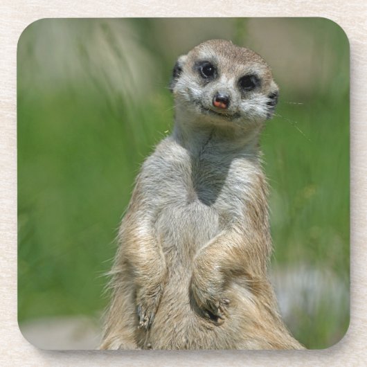 Meerkat 013 bier onderzetter (Voorkant)