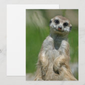Meerkat 013 feestdagenkaart (Voorkant / Achterkant)