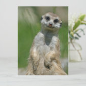 Meerkat 013 feestdagenkaart (Staand voorkant)