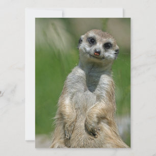 Meerkat 013 feestdagenkaart