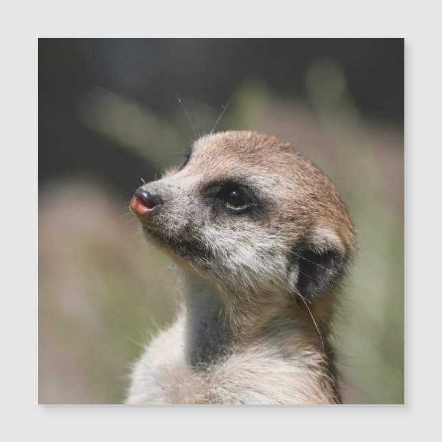 Meerkat 014 (Voorkant)