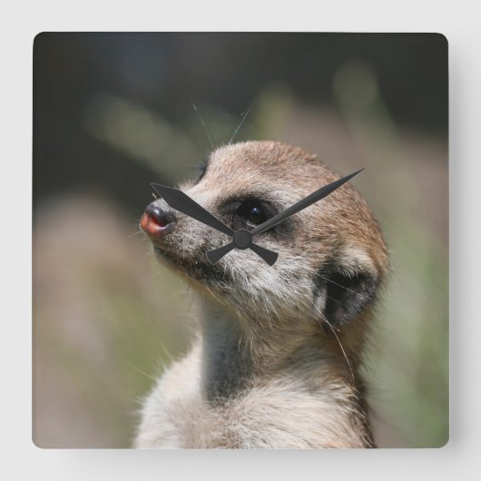 Meerkat 014 vierkante klok (Voorkant)