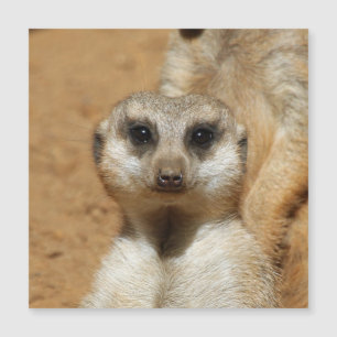 Meerkat 016