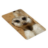 Meerkat 016 magneet (Rechterzijde)