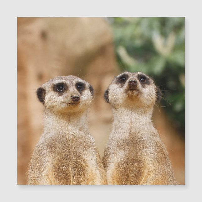 Meerkat 017 (Voorkant)