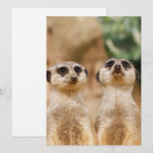 Meerkat 017 feestdagenkaart (Voorkant / Achterkant)