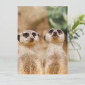 Meerkat 017 feestdagenkaart (Staand voorkant)