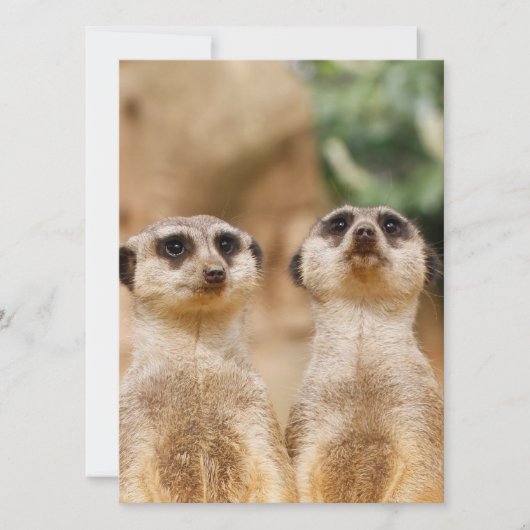 Meerkat 017 feestdagenkaart (Voorkant)