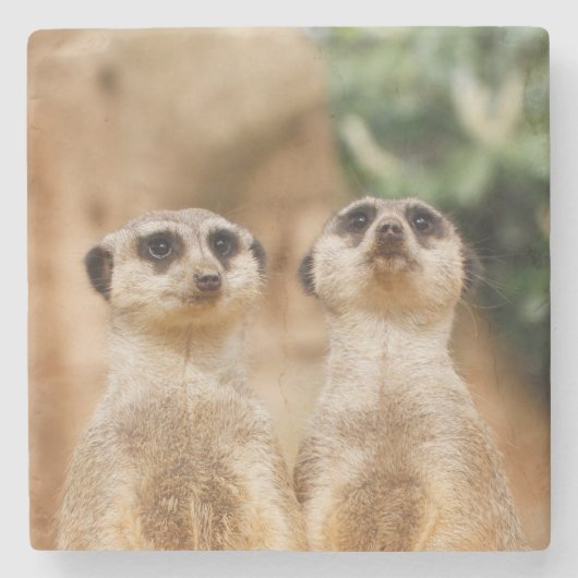 Meerkat 017 stenen onderzetter (Voorkant)