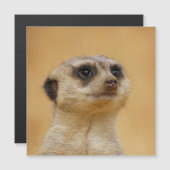 Meerkat 020 (Voorkant / Achterkant)