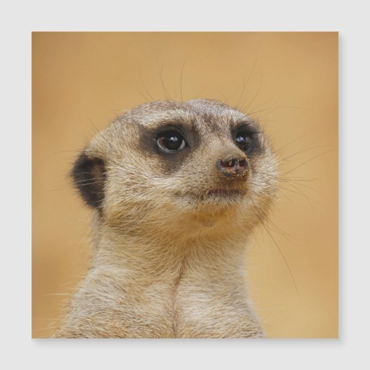 Meerkat 020 (Voorkant)