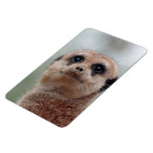 Meerkat 020 magneet (Linkerzijde)