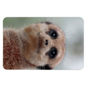 Meerkat 020 magneet (Horizontaal)