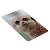 Meerkat 020 magneet (Rechterzijde)