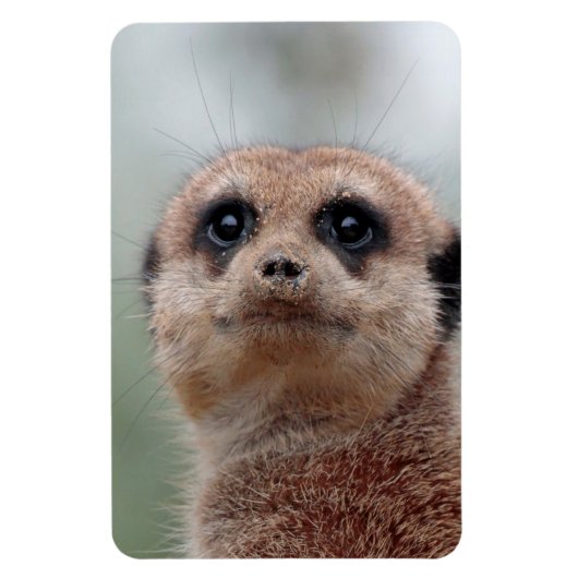 Meerkat 020 magneet (Verticaal)