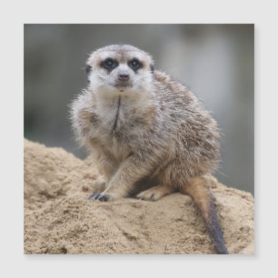 Meerkat 021