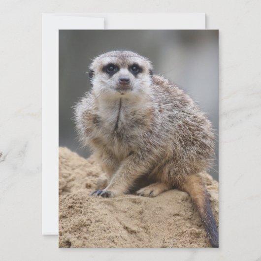 Meerkat 021 feestdagenkaart (Voorkant)