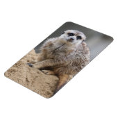 Meerkat 021 magneet (Linkerzijde)
