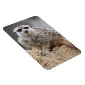 Meerkat 021 magneet (Rechterzijde)