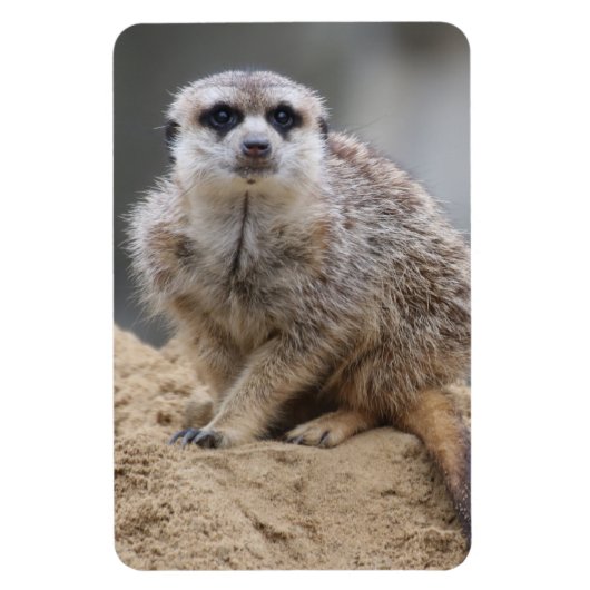 Meerkat 021 magneet (Verticaal)