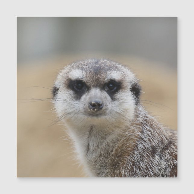 Meerkat 022 (Voorkant)