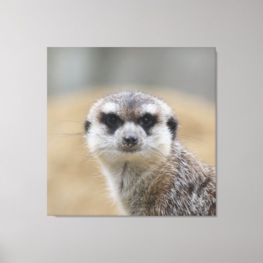 Meerkat 022 canvas afdruk (Voorkant)