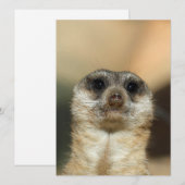 Meerkat 023 feestdagenkaart (Voorkant / Achterkant)