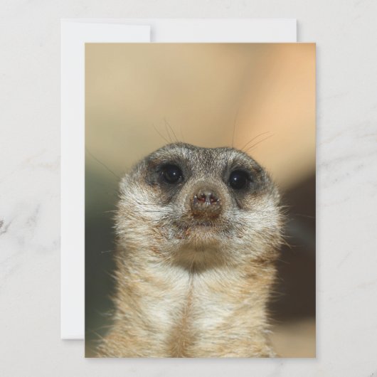 Meerkat 023 feestdagenkaart (Voorkant)