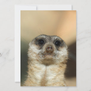 Meerkat 023 feestdagenkaart