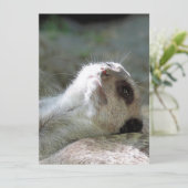 Meerkat 024 feestdagenkaart (Staand voorkant)