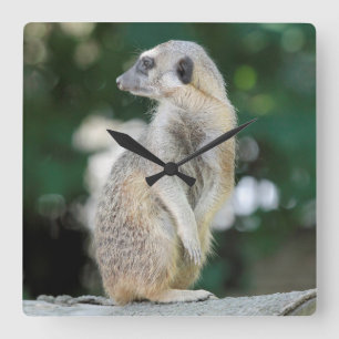 Meerkat 025 vierkante klok