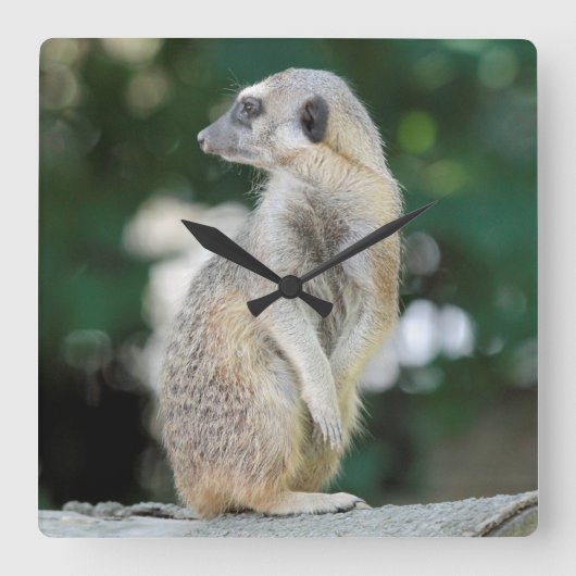 Meerkat 025 vierkante klok (Voorkant)