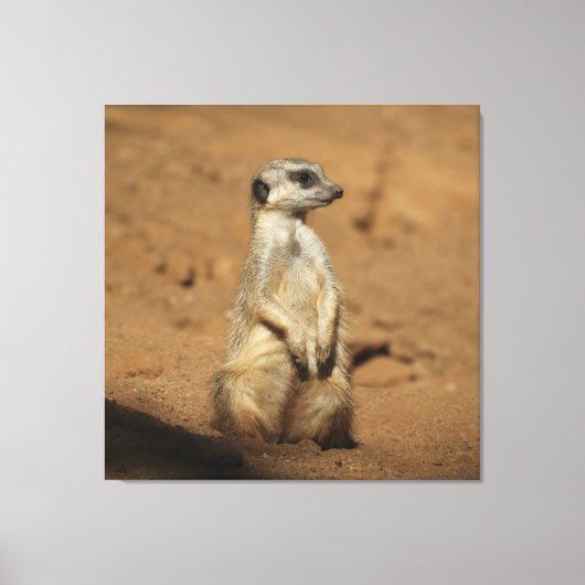 Meerkat 027 canvas afdruk (Voorkant)