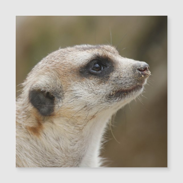 Meerkat 028 (Voorkant)