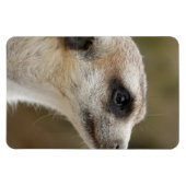 Meerkat 028 magneet (Horizontaal)