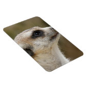 Meerkat 028 magneet (Rechterzijde)
