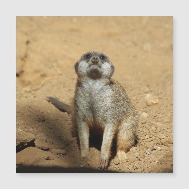 Meerkat 031 (Voorkant)
