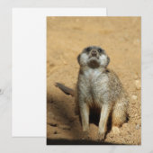 Meerkat 031 feestdagenkaart (Voorkant / Achterkant)