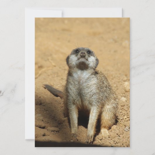 Meerkat 031 feestdagenkaart (Voorkant)