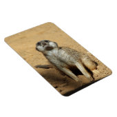 Meerkat 031 magneet (Rechterzijde)