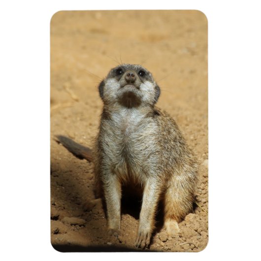 Meerkat 031 magneet (Verticaal)