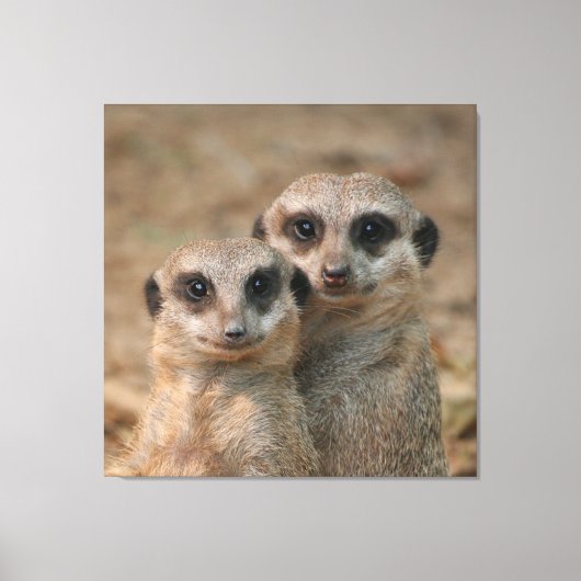 Meerkat 033 canvas afdruk (Voorkant)