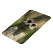 Meerkat 034 magneet (Linkerzijde)