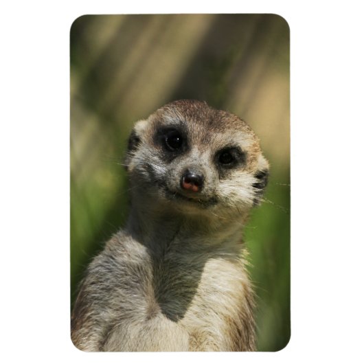Meerkat 034 magneet (Verticaal)