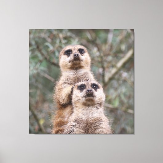 Meerkat 035 canvas afdruk (Voorkant)