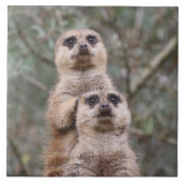 Meerkat 035 tegeltje (Voorkant)